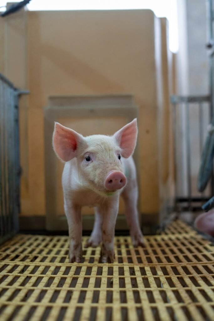 Granjas Povedano Priego Córdoba - Cute piglet standing on slatted floor inside a farm pen, looking curious and vulnerable.