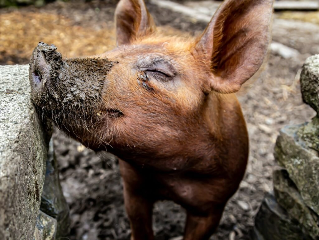 a small brown pig standing next to a stone wall